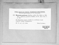 Paragymnopus perforans image